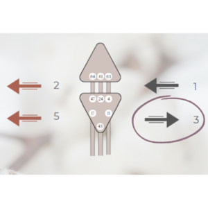 Image d'illustration représentant un schéma corporel en Human Design avec une mise en évidence sur la flèche de la perspective